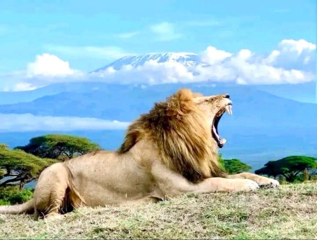 Why Safari in Kenya is the Best!