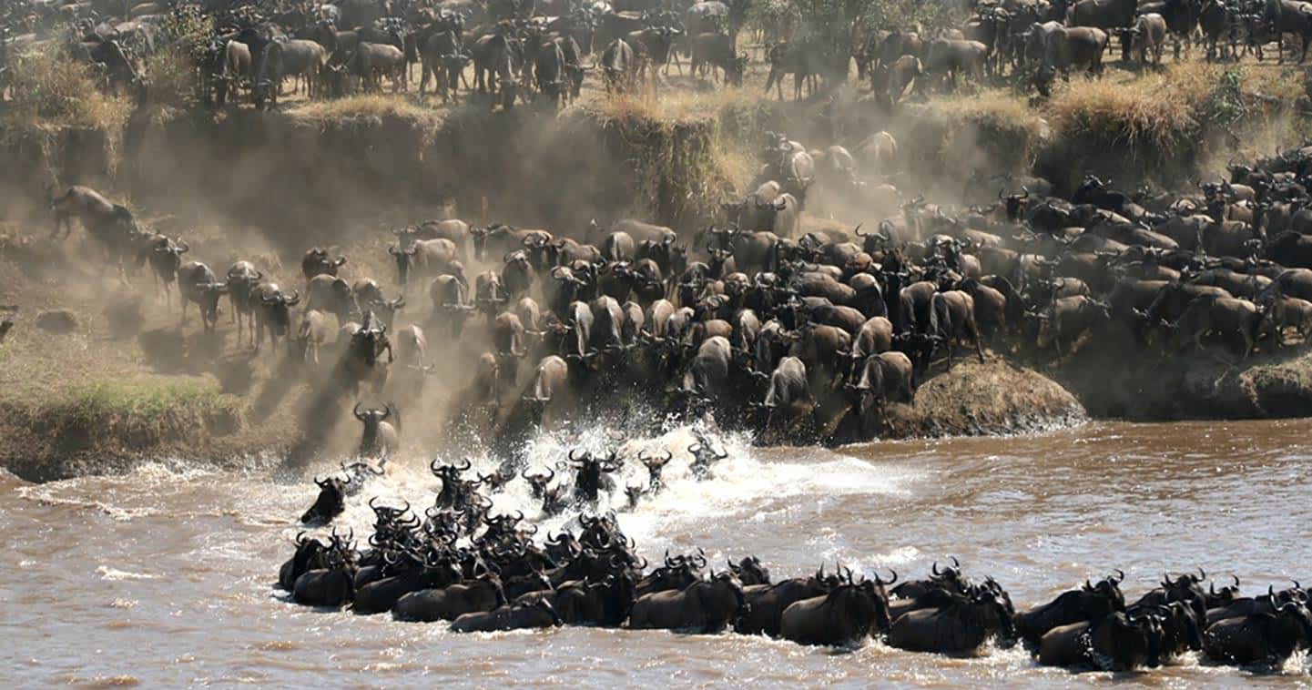 wildlife spectacle great migration tanzania 1